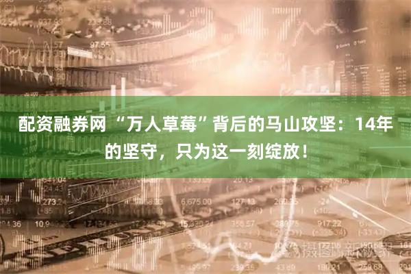 配资融券网 “万人草莓”背后的马山攻坚：14年的坚守，只为这一刻绽放！